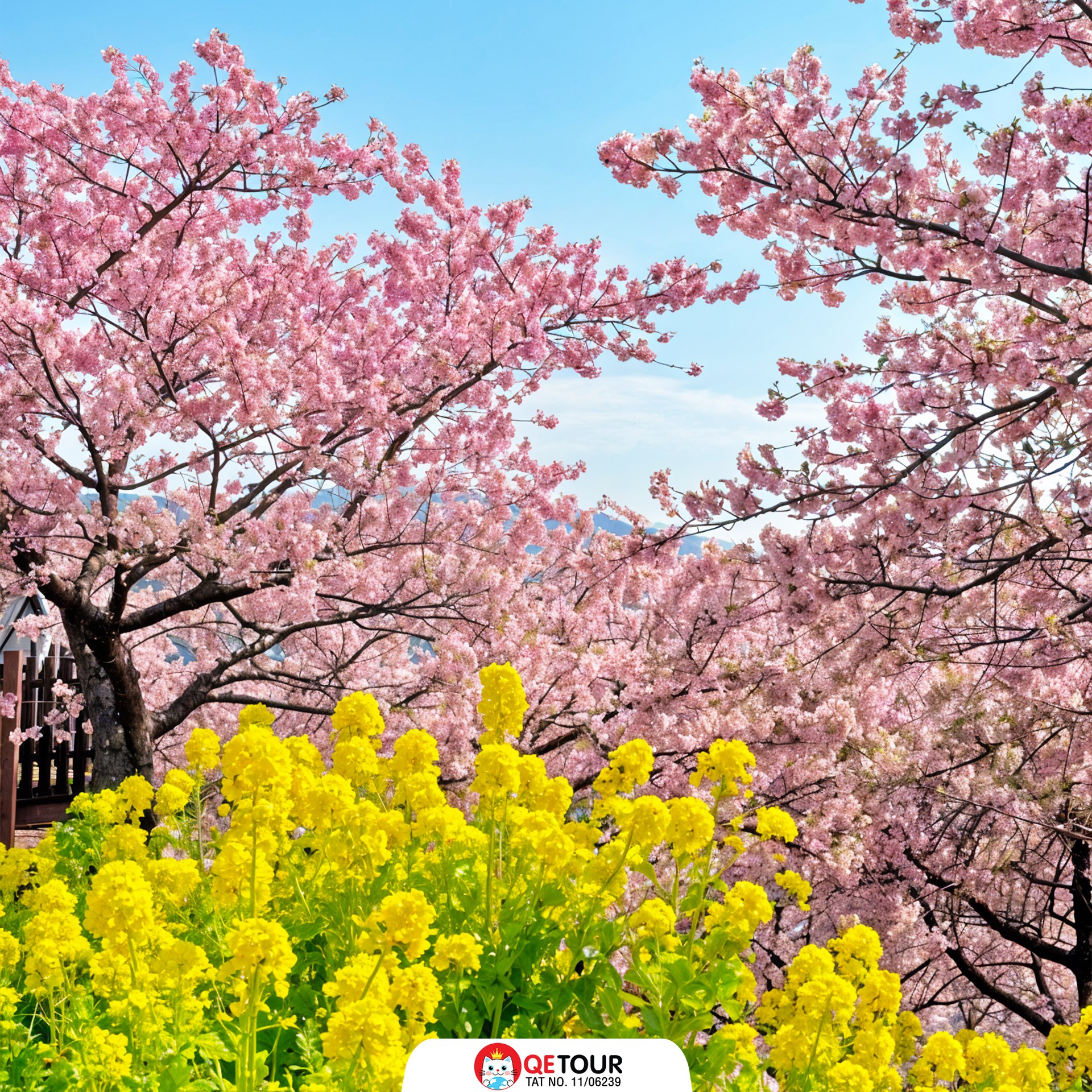 เทศกาลซากุระ มัตสึดะ