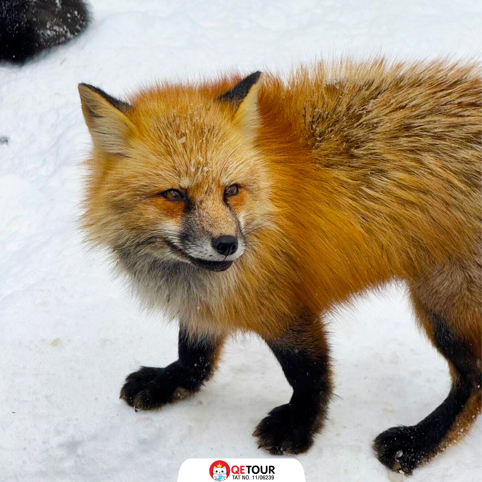 หมู่บ้านสุนัขจิ้งจอกแห่งซาโอะ