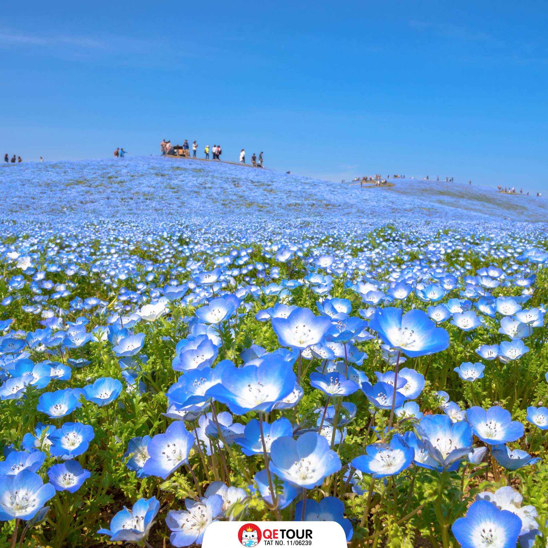 สวนฮิตาชิ ซีไซด์ พาร์ค