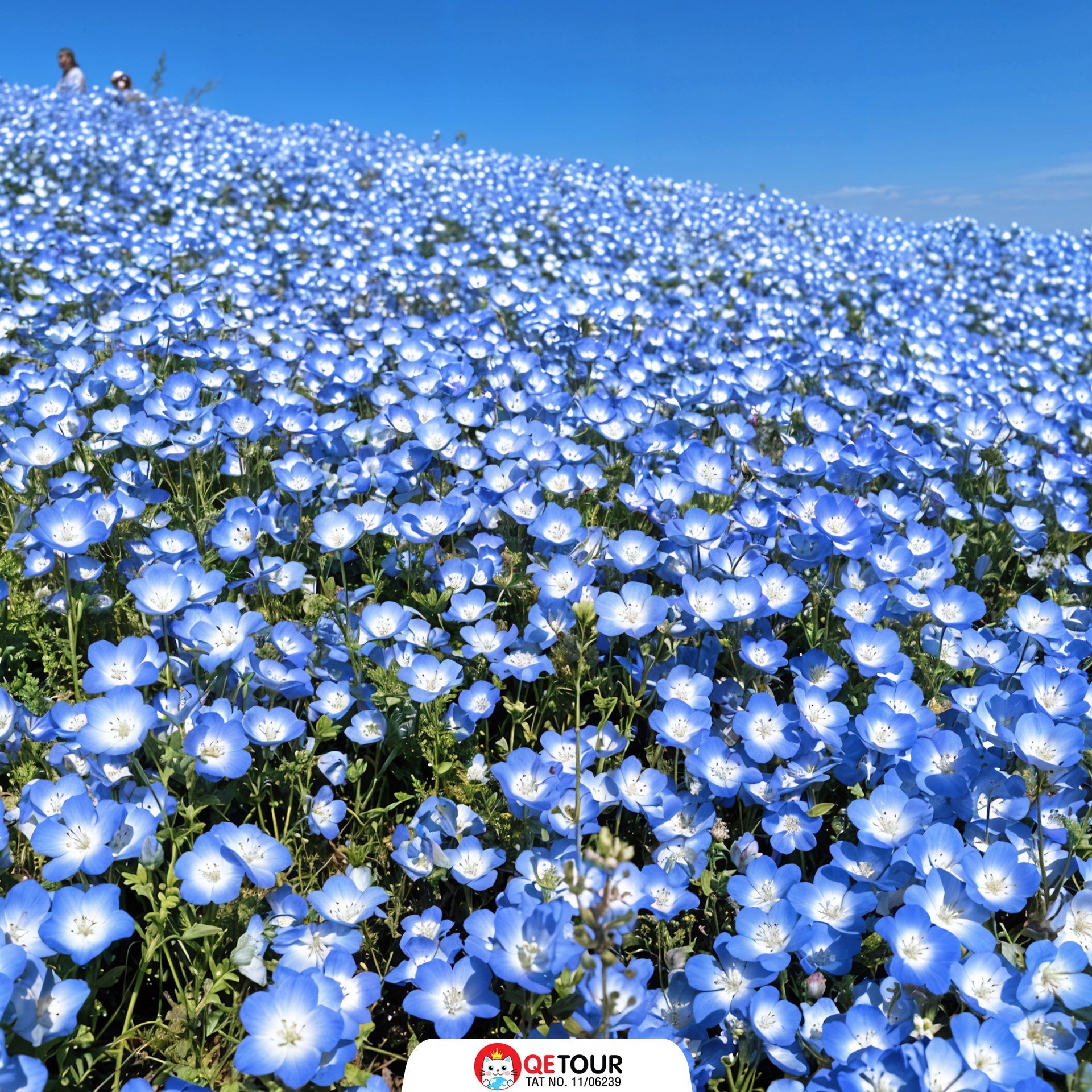 สวนฮิตาชิ ซีไซด์ พาร์ค