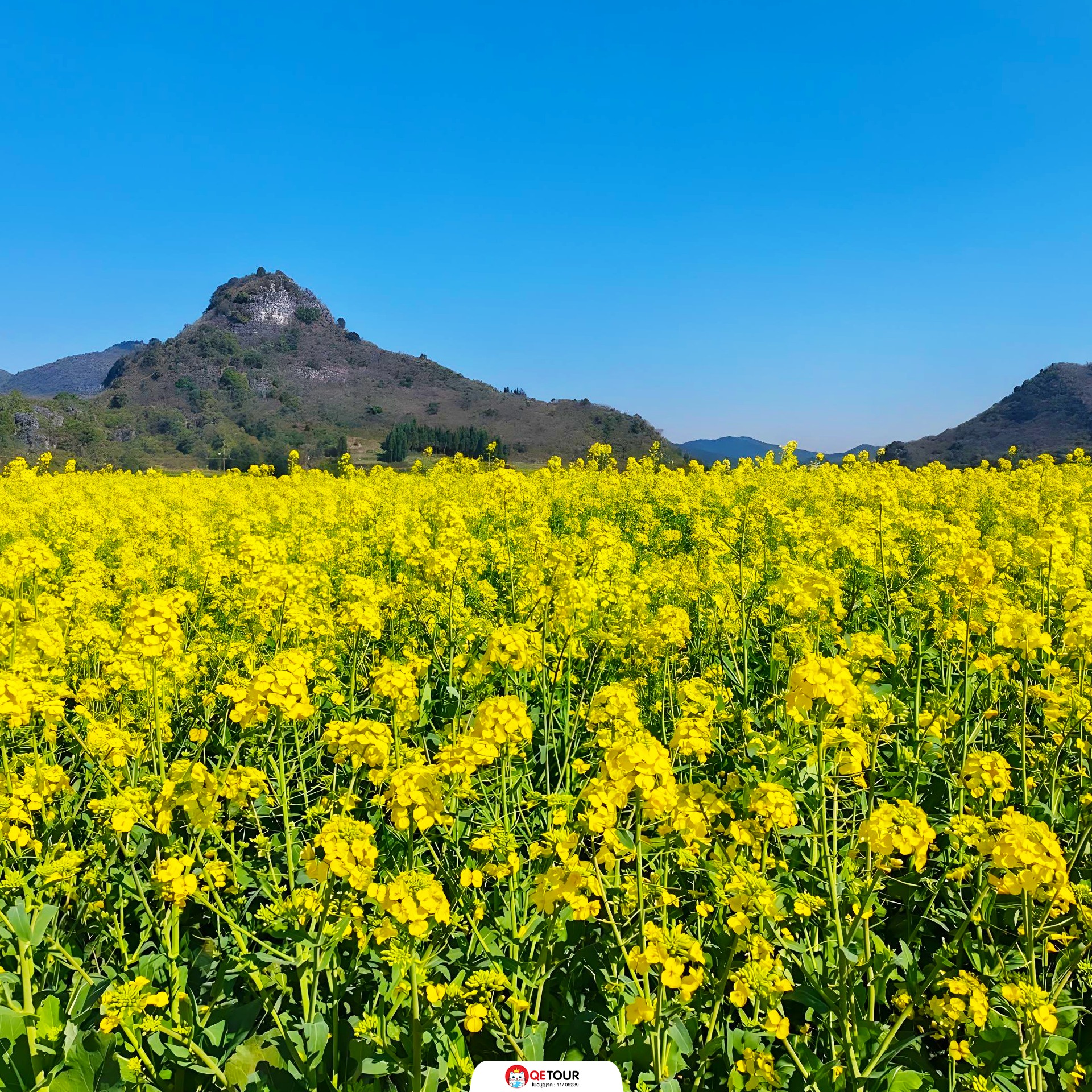 ทุ่งดอกมัสตาร์ด เมืองโหลวผิง