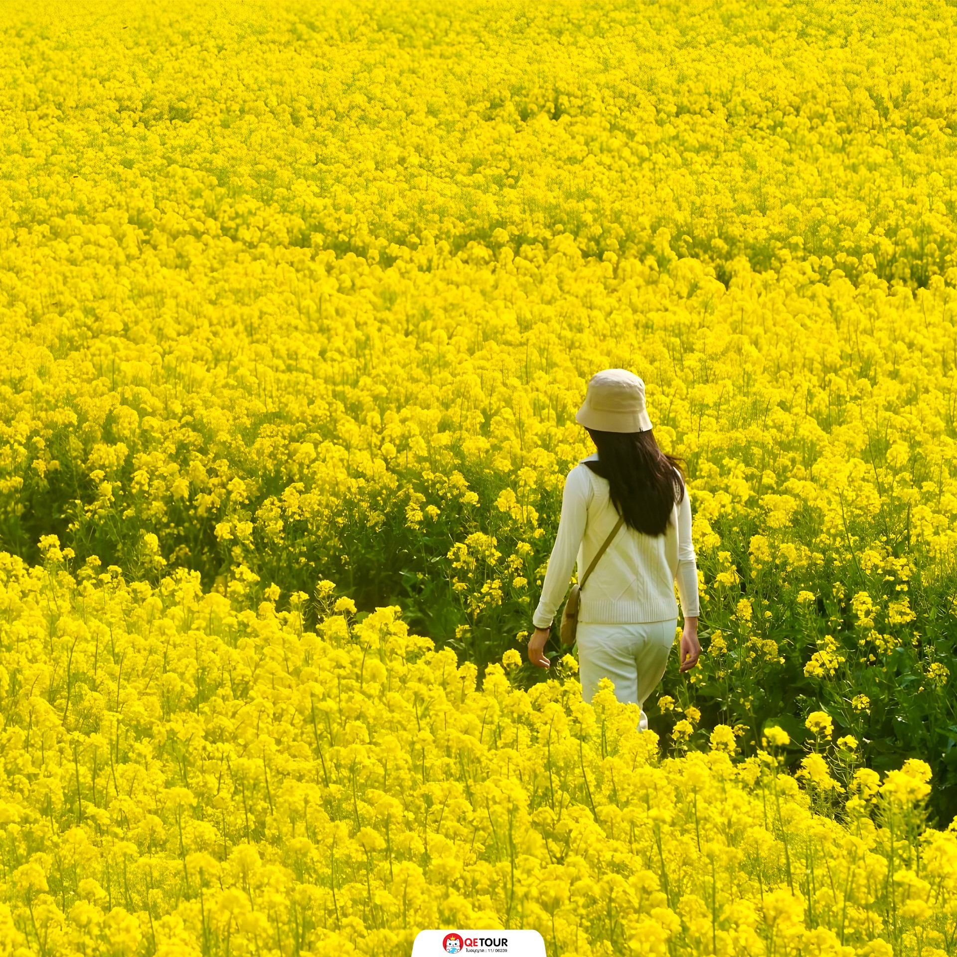 ทุ่งดอกมัสตาร์ด เมืองโหลวผิง