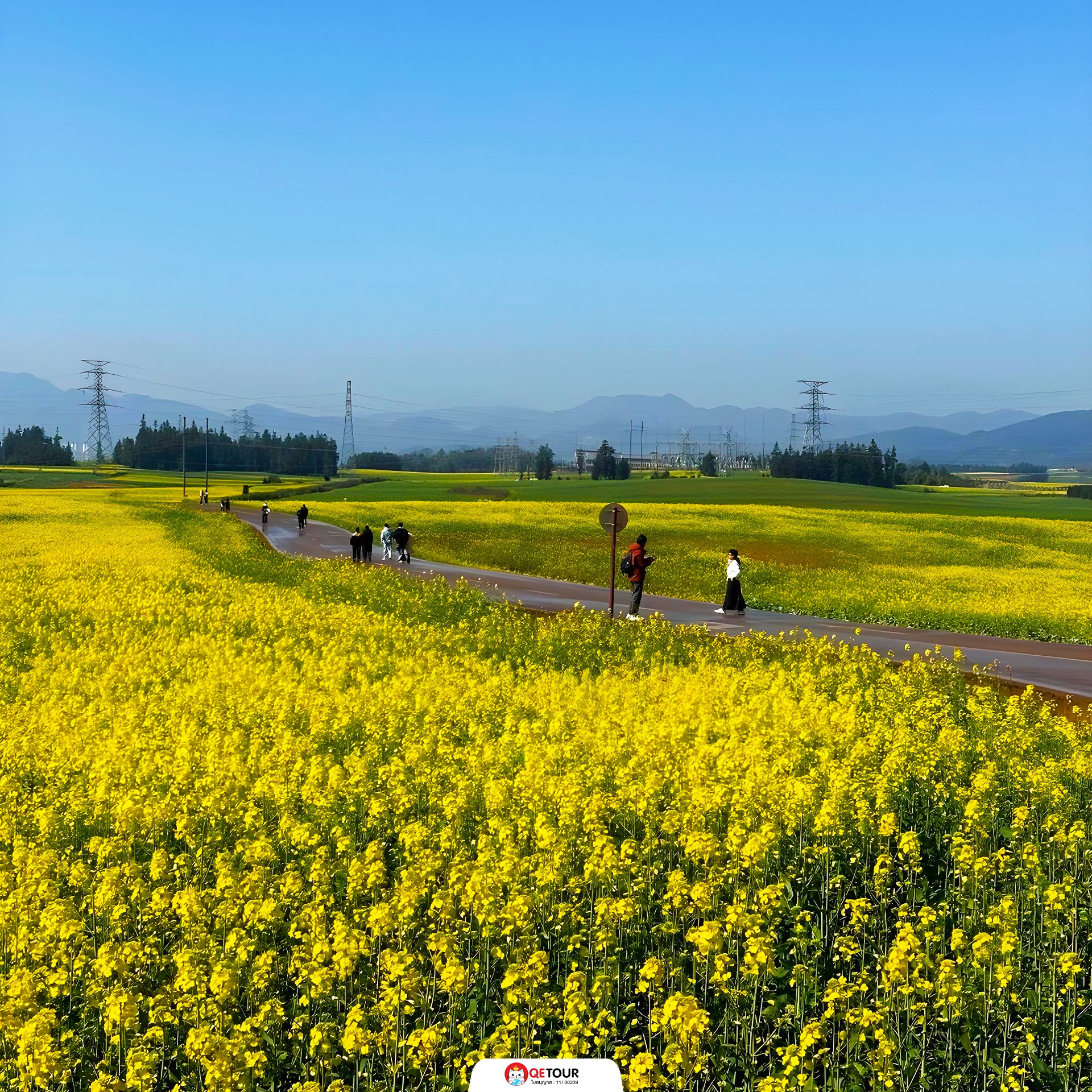 ทุ่งดอกมัสตาร์ด เมืองโหลวผิง