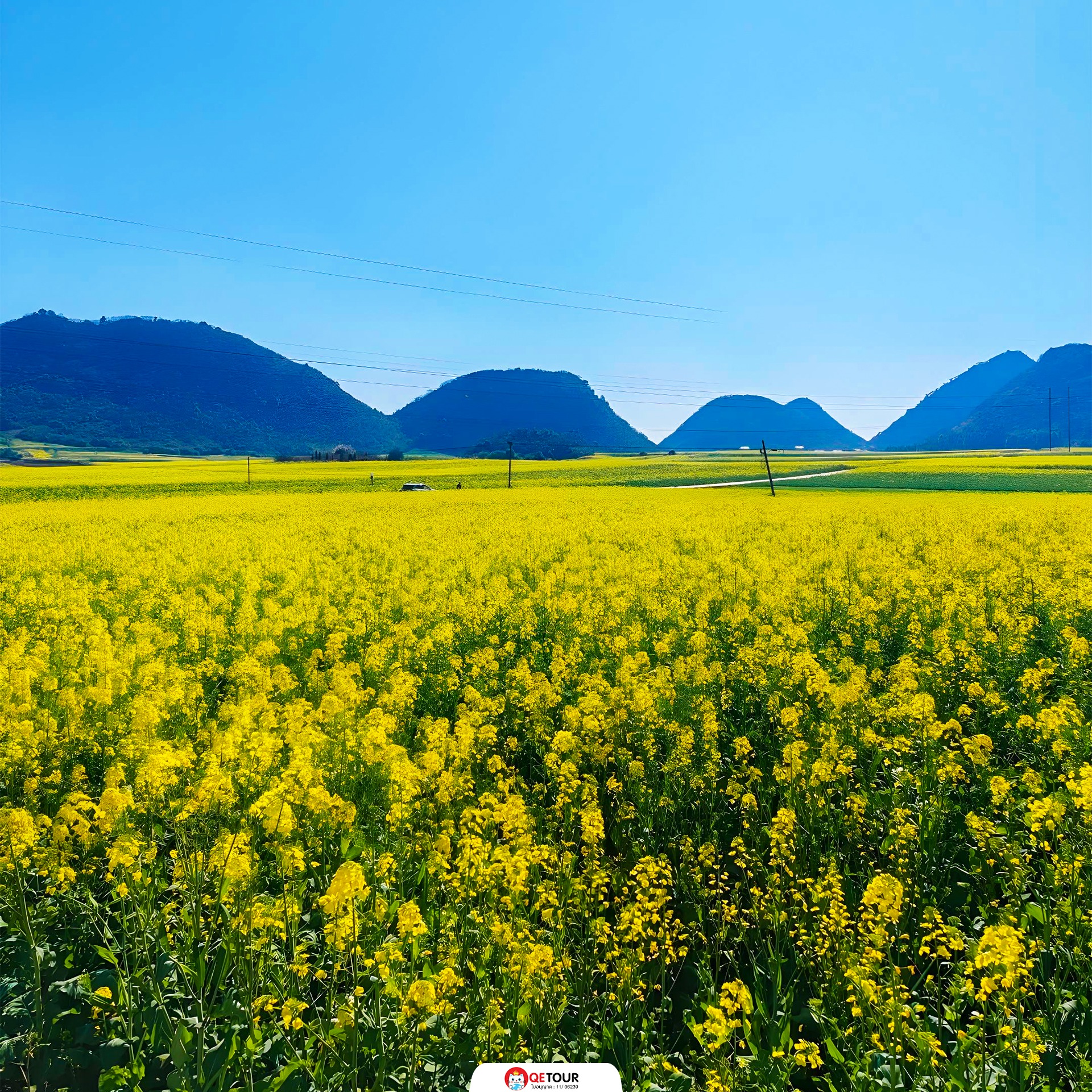 ทุ่งดอกมัสตาร์ด เมืองโหลวผิง