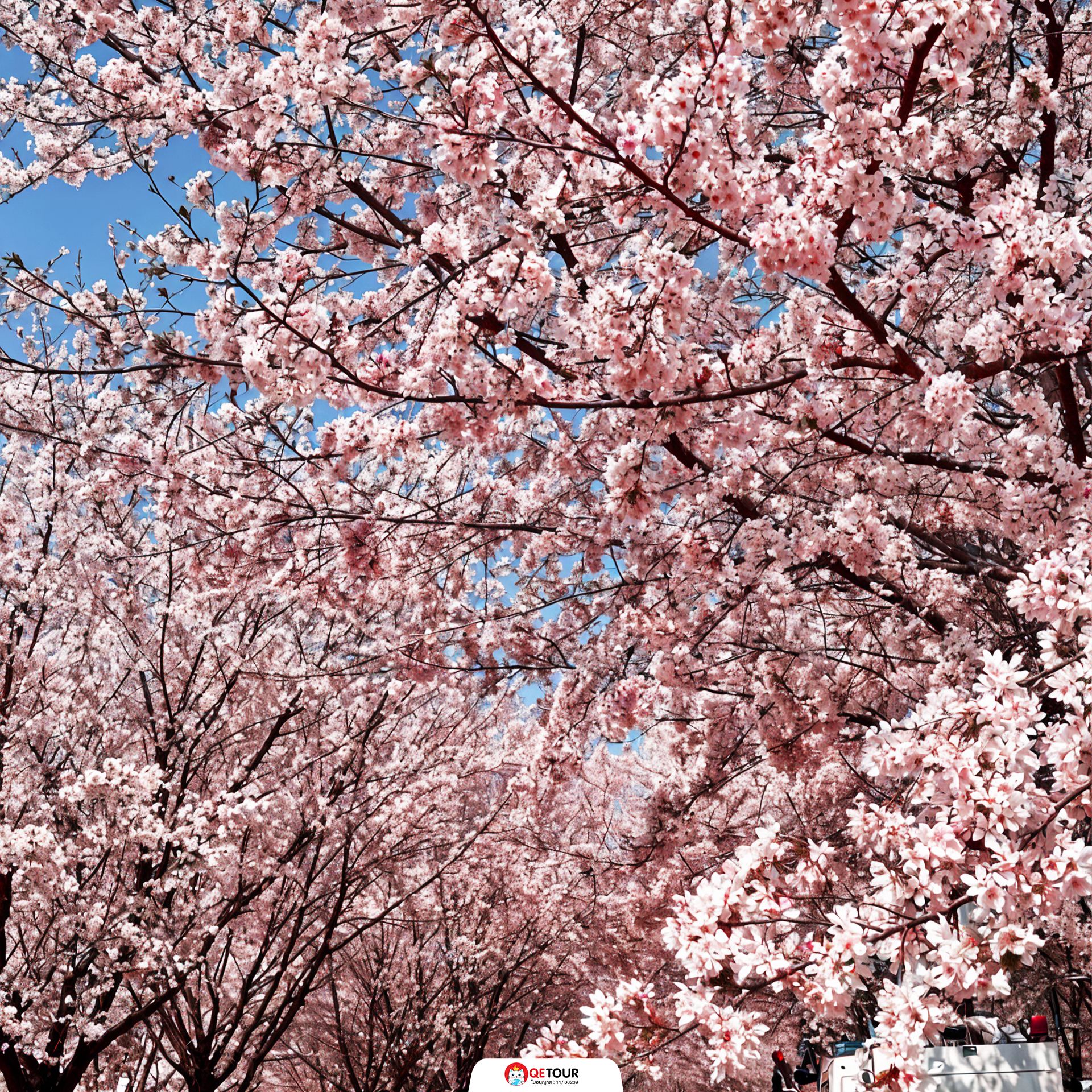 สวนซากุระผิงปา