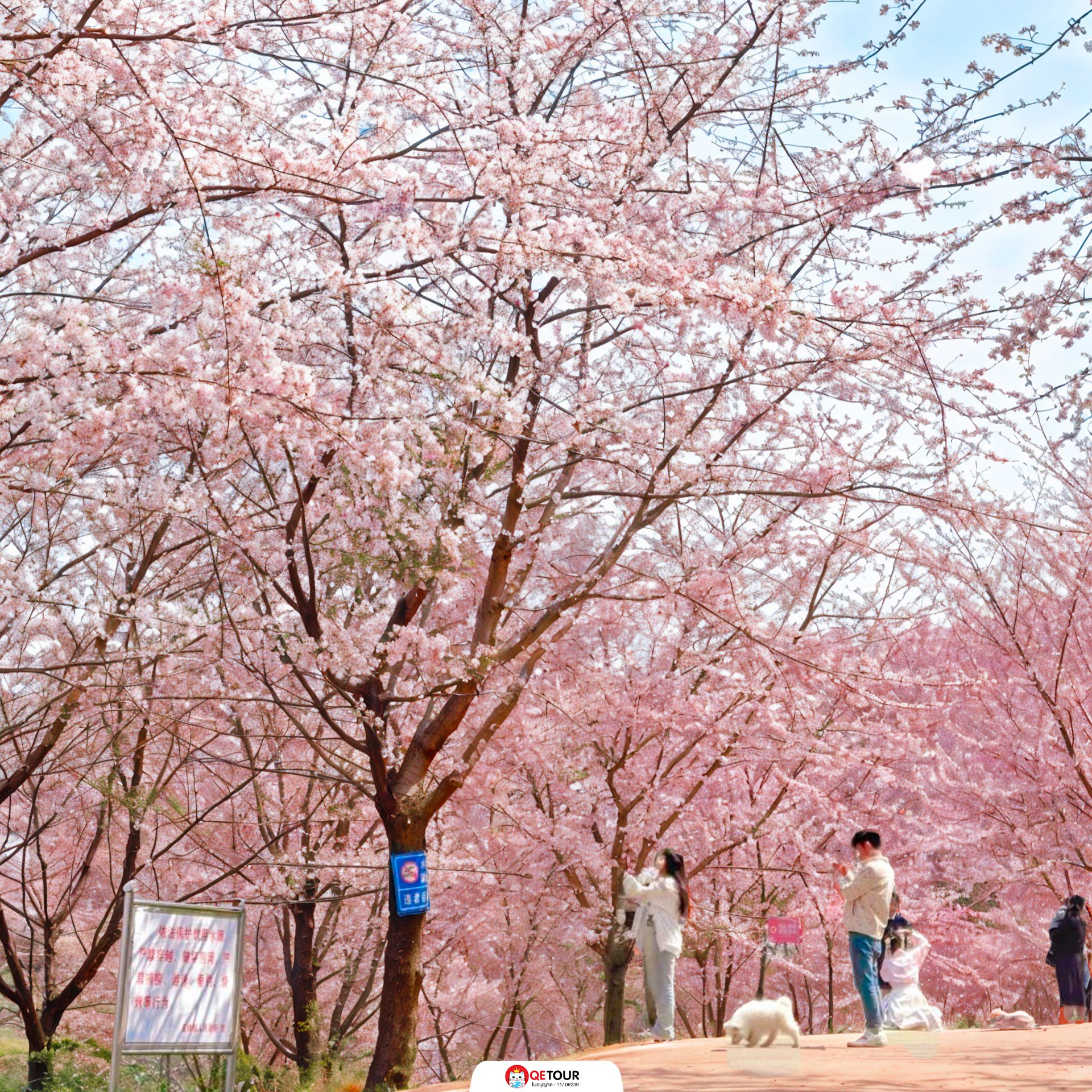 สวนซากุระผิงปา