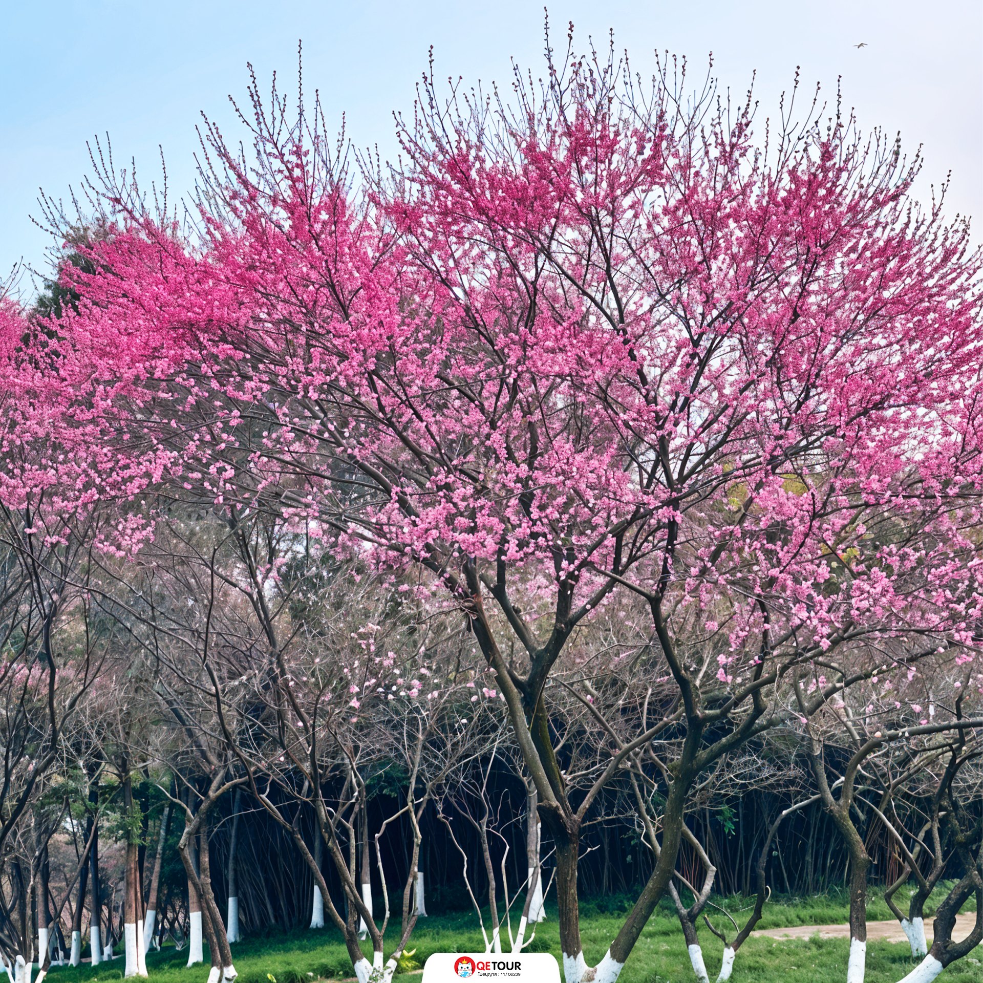 สวนจงยาง ฉงชิ่ง