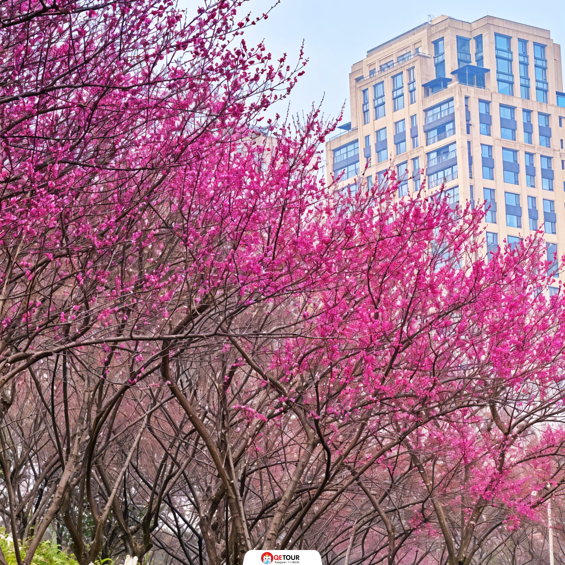 สวนจงยาง ฉงชิ่ง