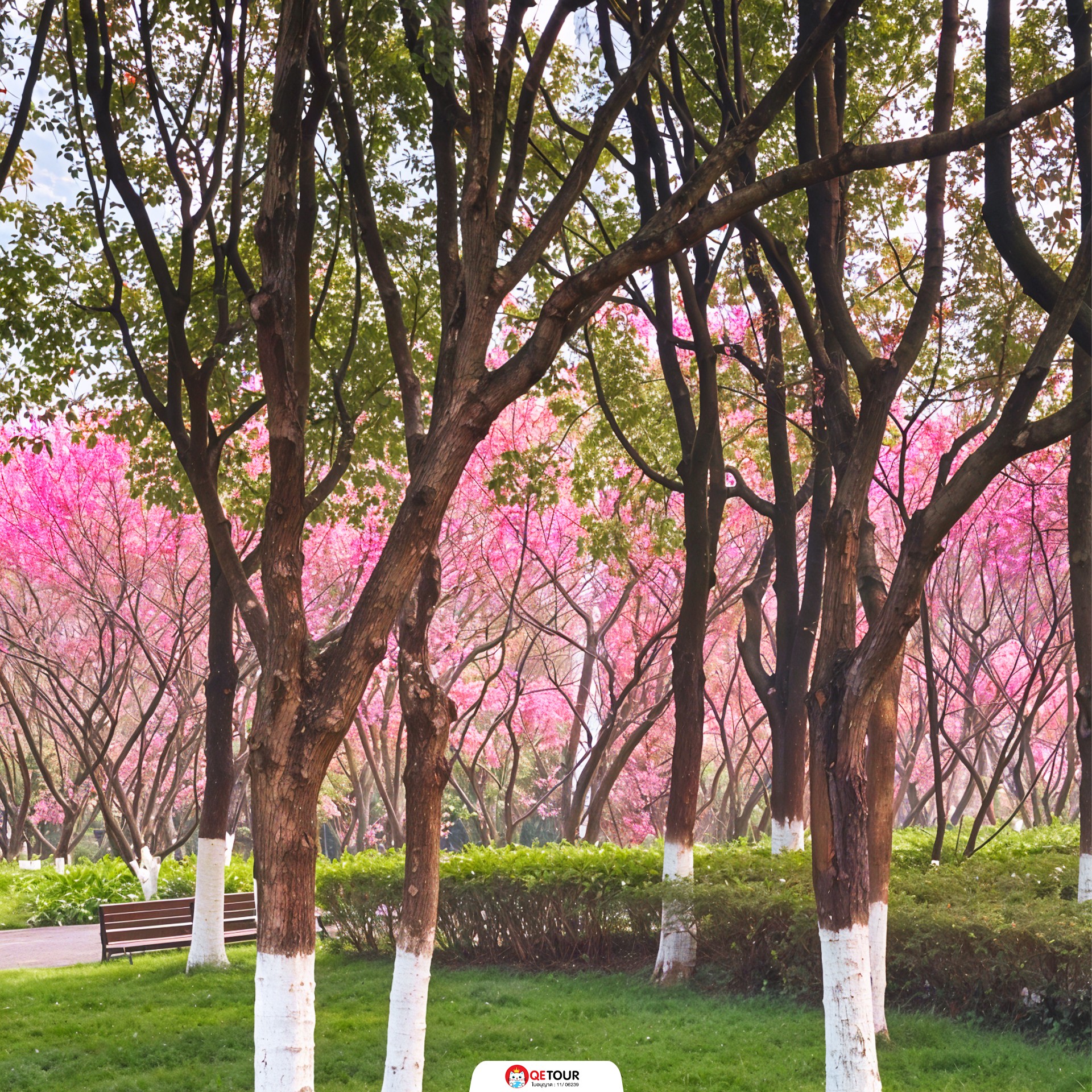 สวนจงยาง ฉงชิ่ง