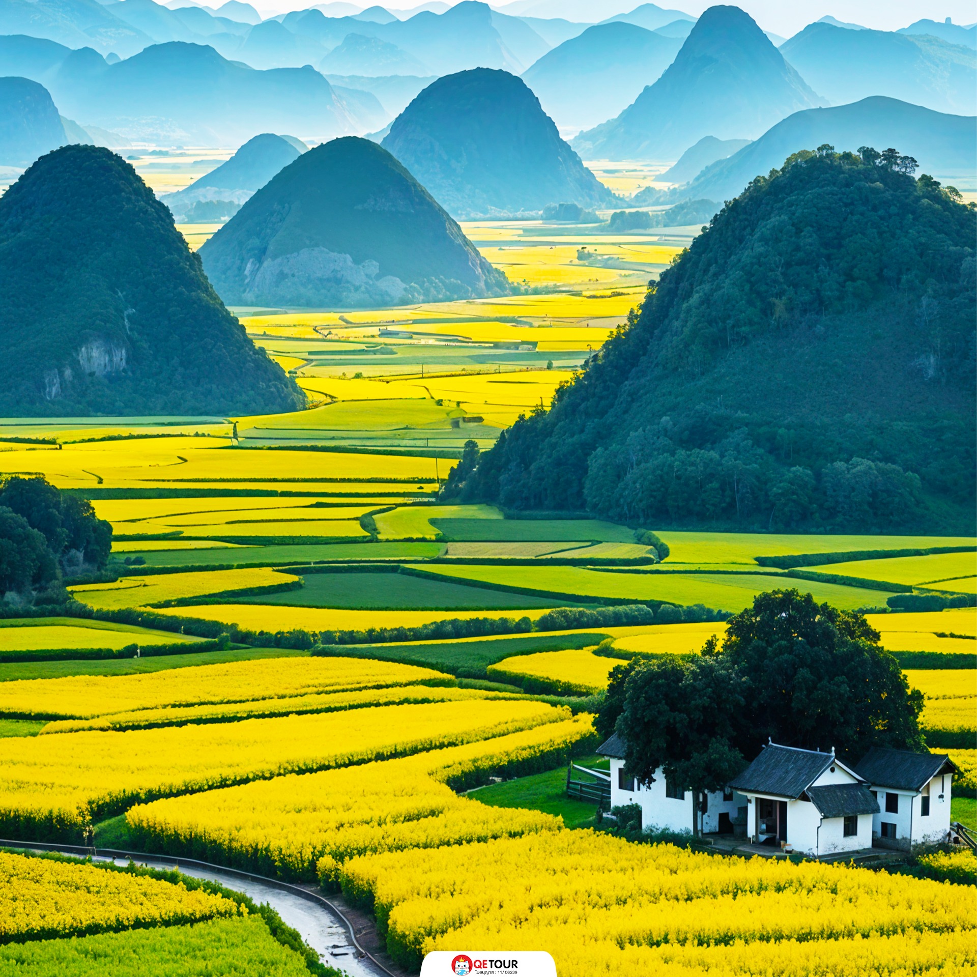 ทุ่งดอกมัสตาร์ด คุนหมิง