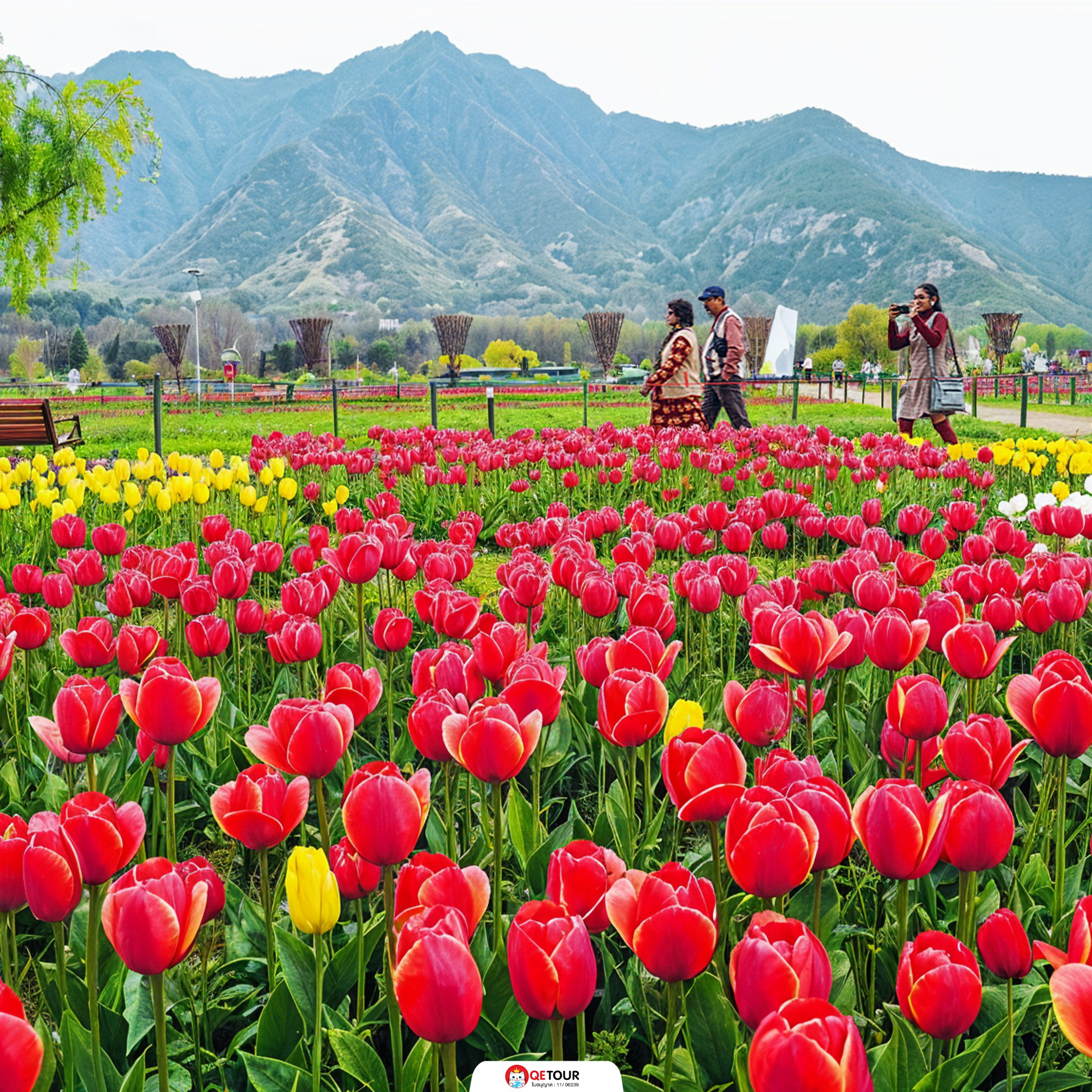 สวนทิวลิป แคชเมียร์