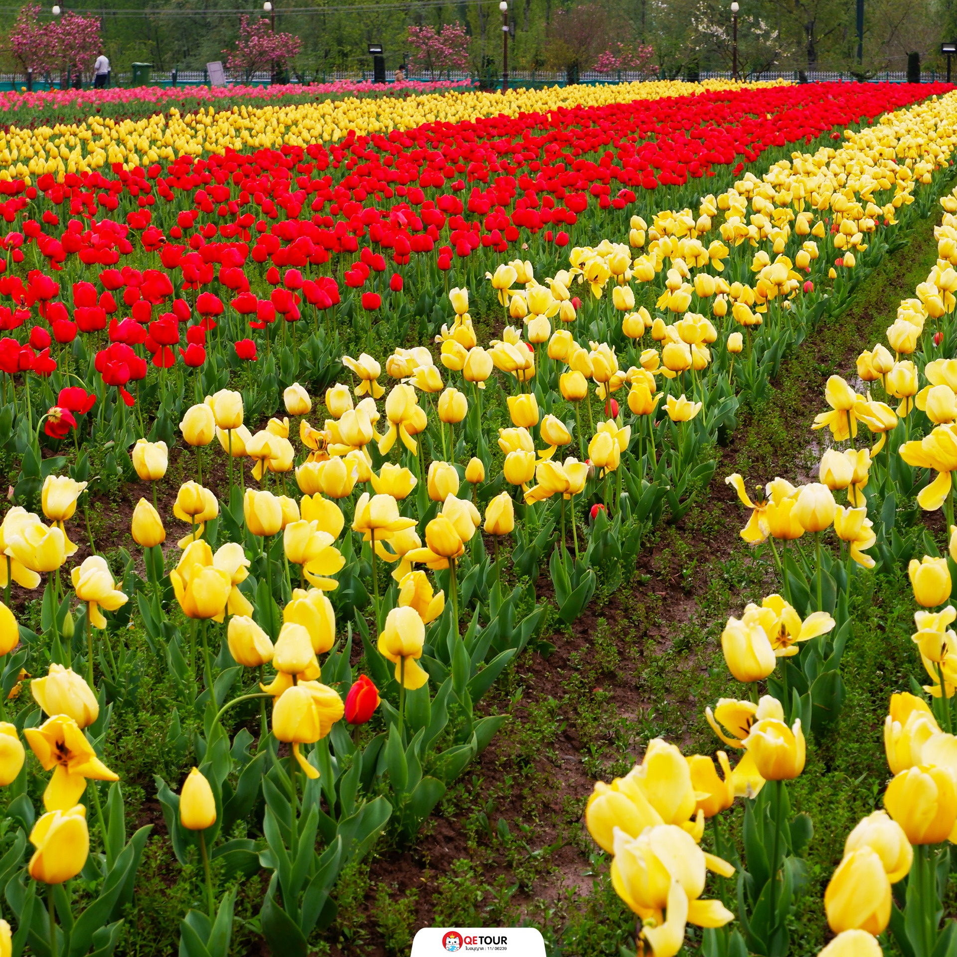 สวนทิวลิป แคชเมียร์