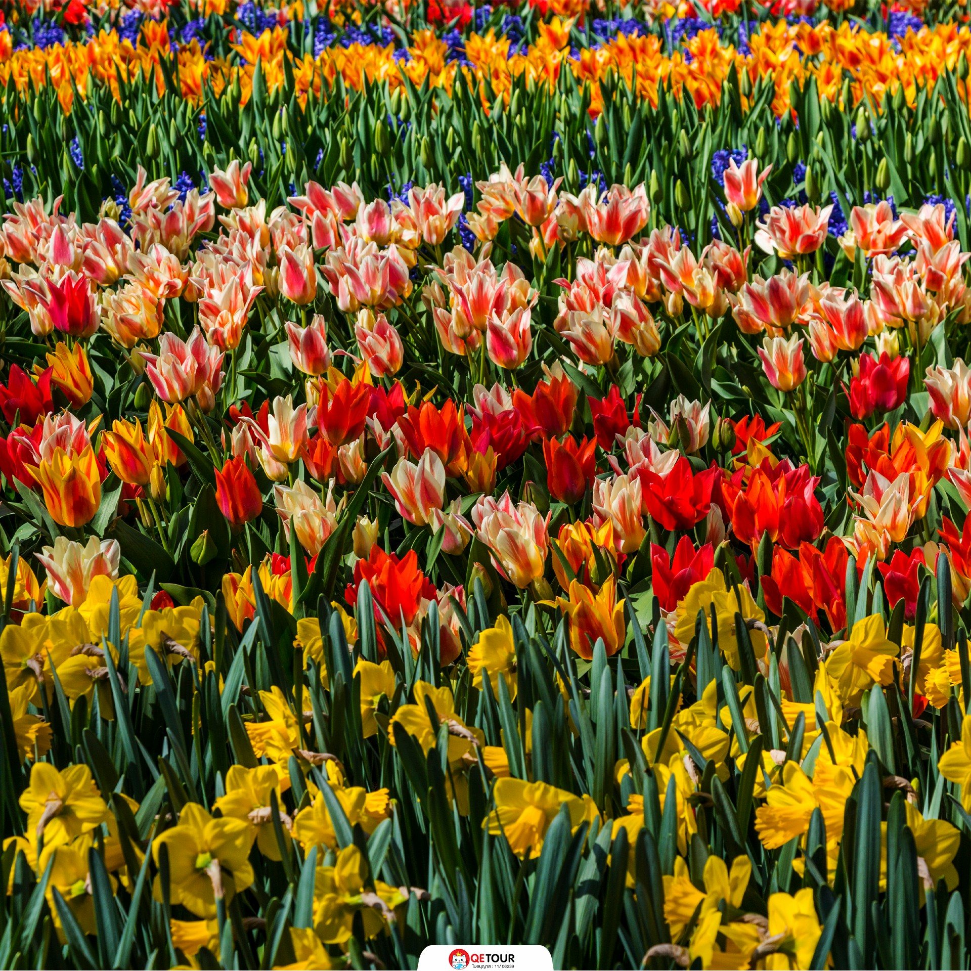 สวนเคอเคนฮอฟ เนเธอร์แลนด์