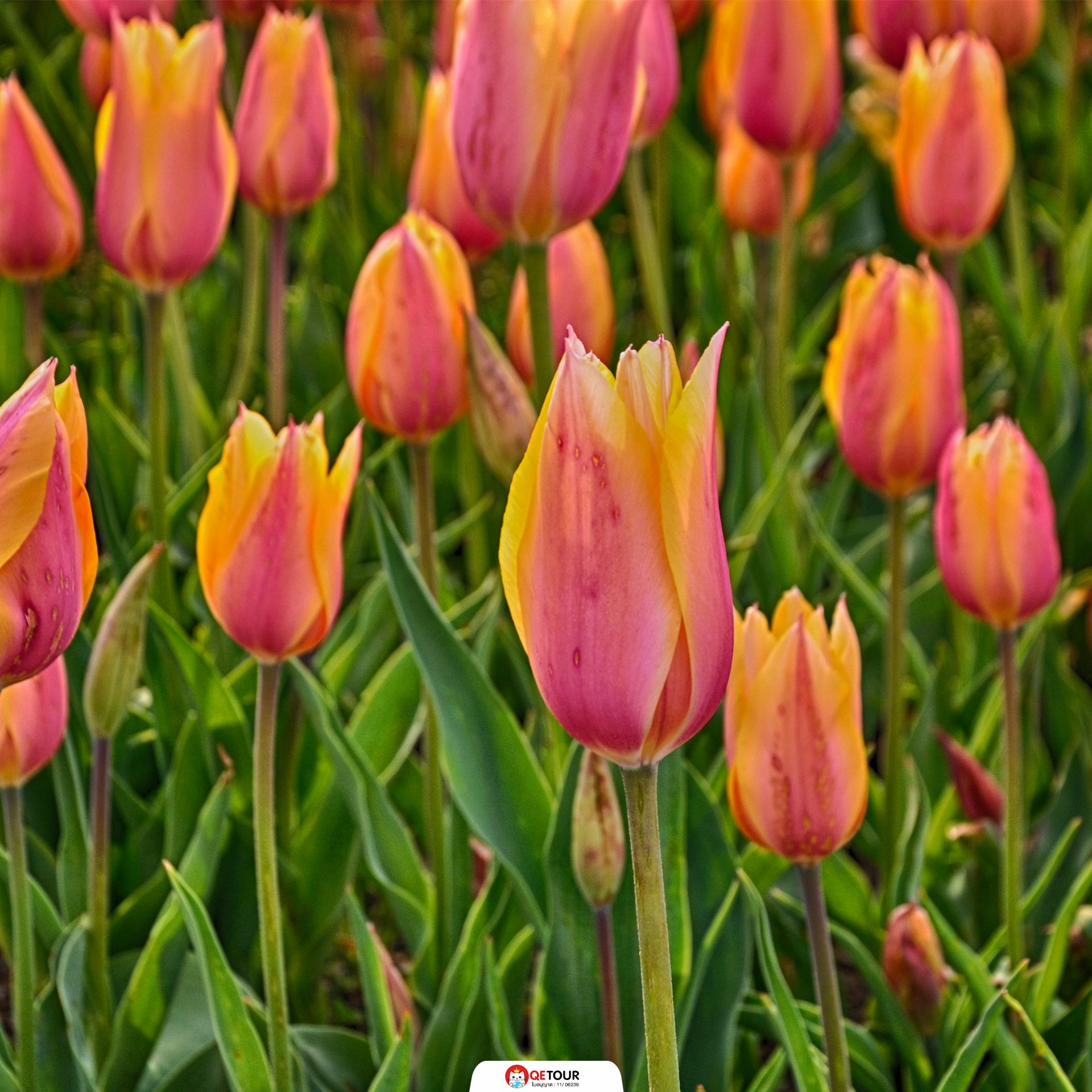 เทศกาลดอกไม้ อิสตันบูล