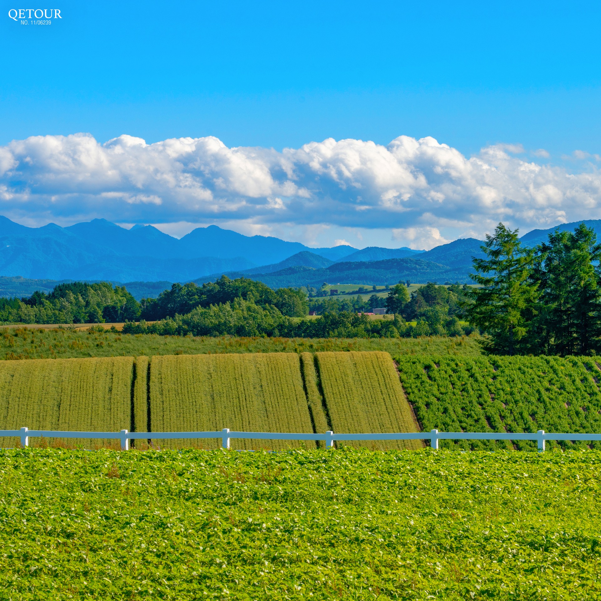 ทุ่งหญ้าบิเอะ ฮอกไกโด รีวิว