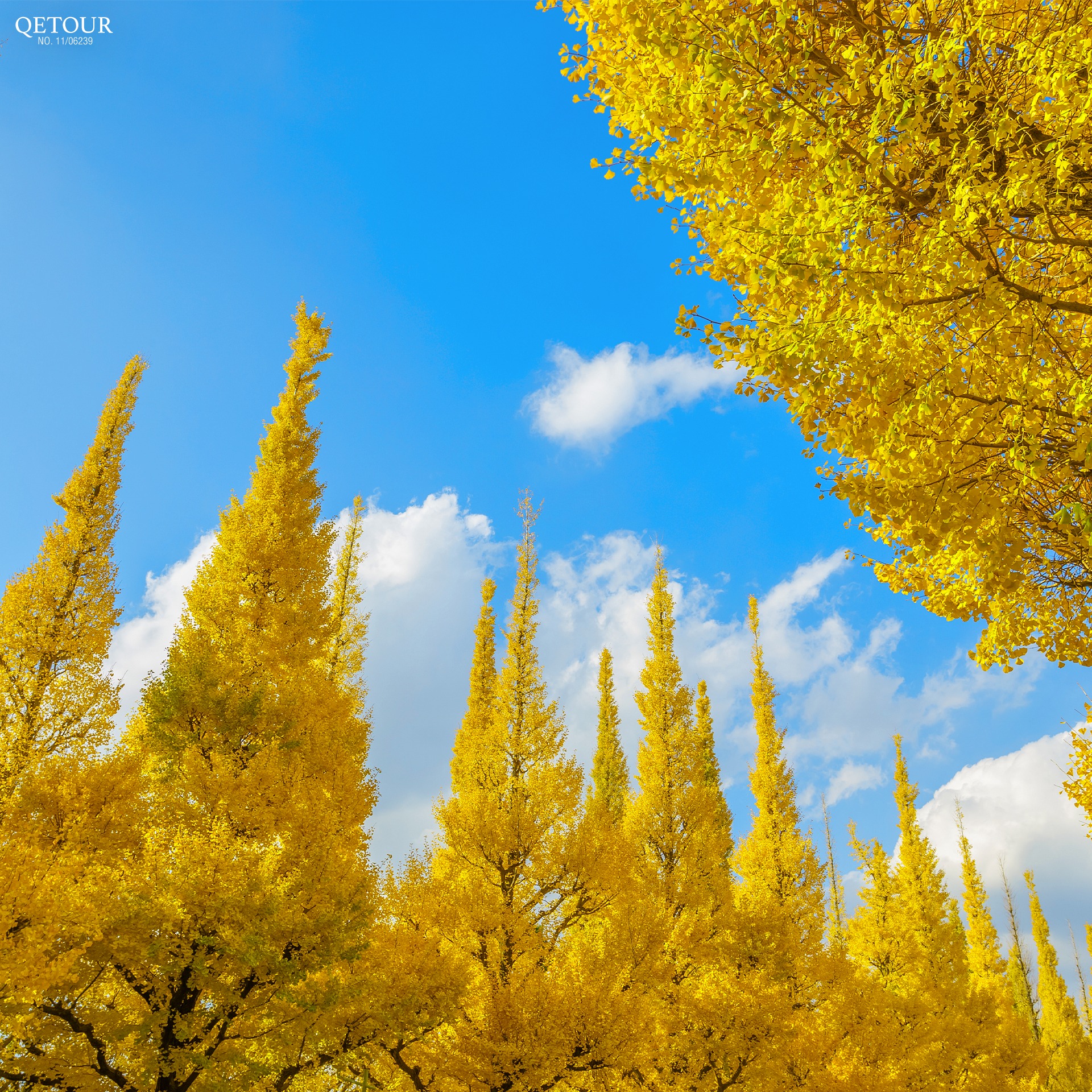 ถนนอิโชนามิกิ