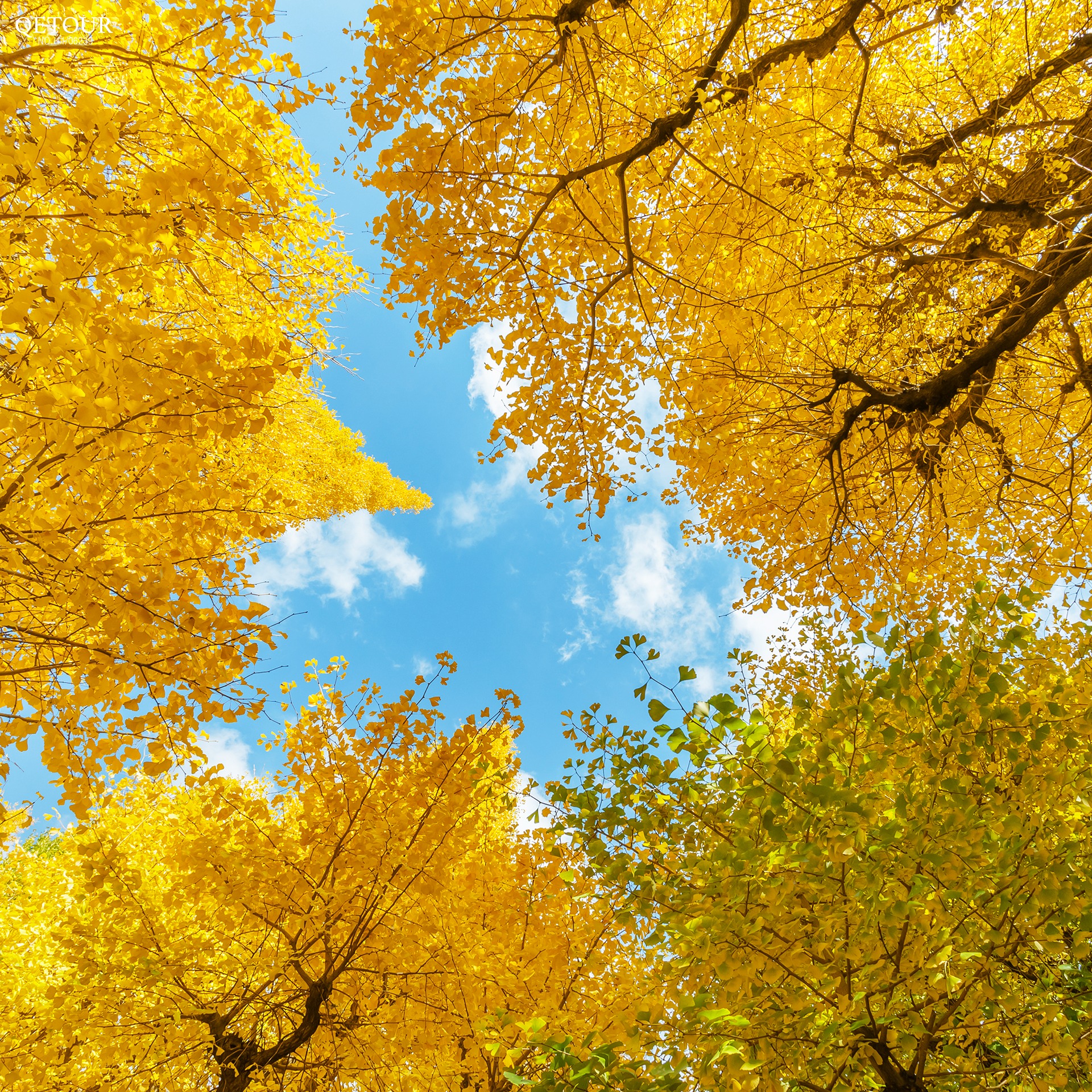 ถนนอิโชนามิกิ