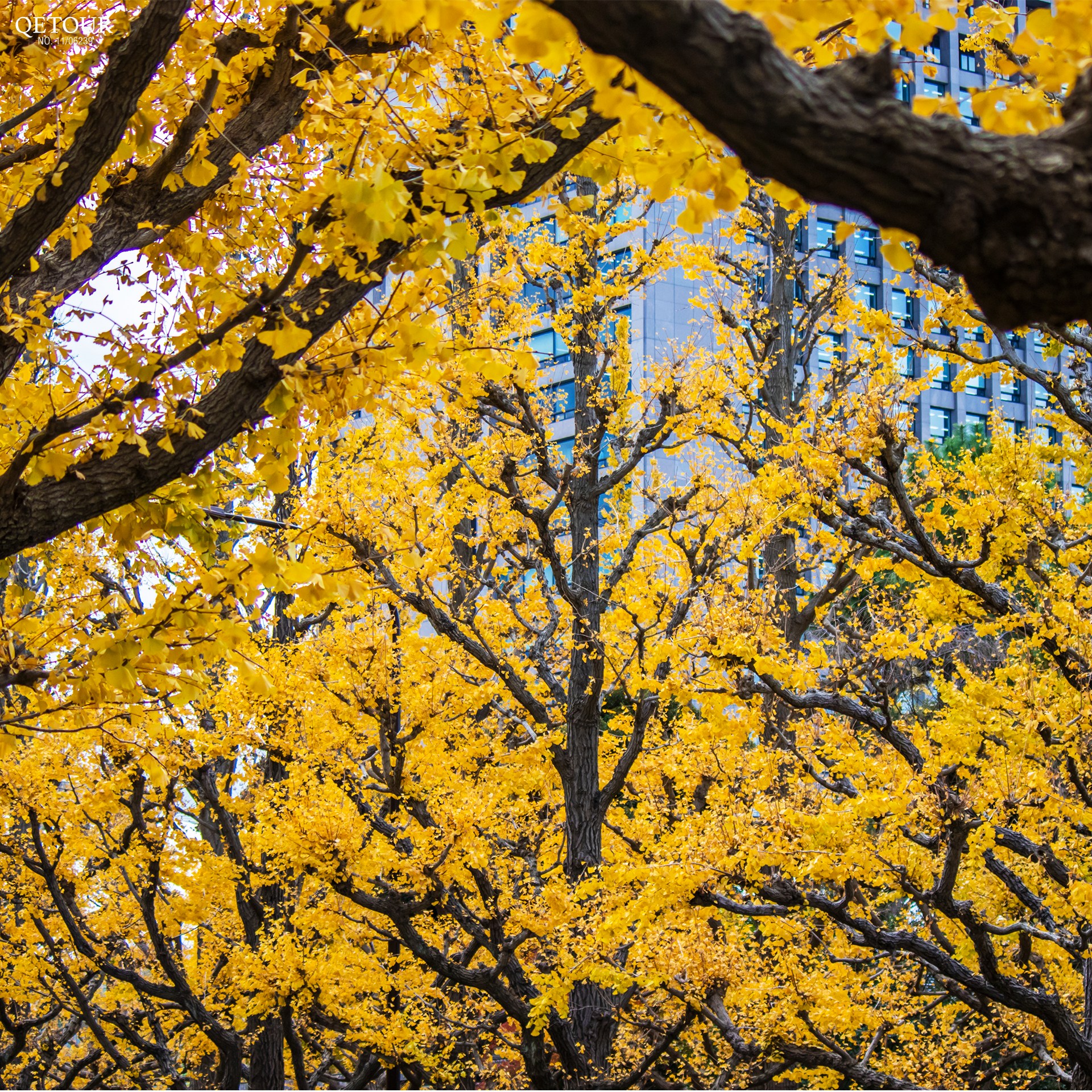 ถนนอิโชนามิกิ