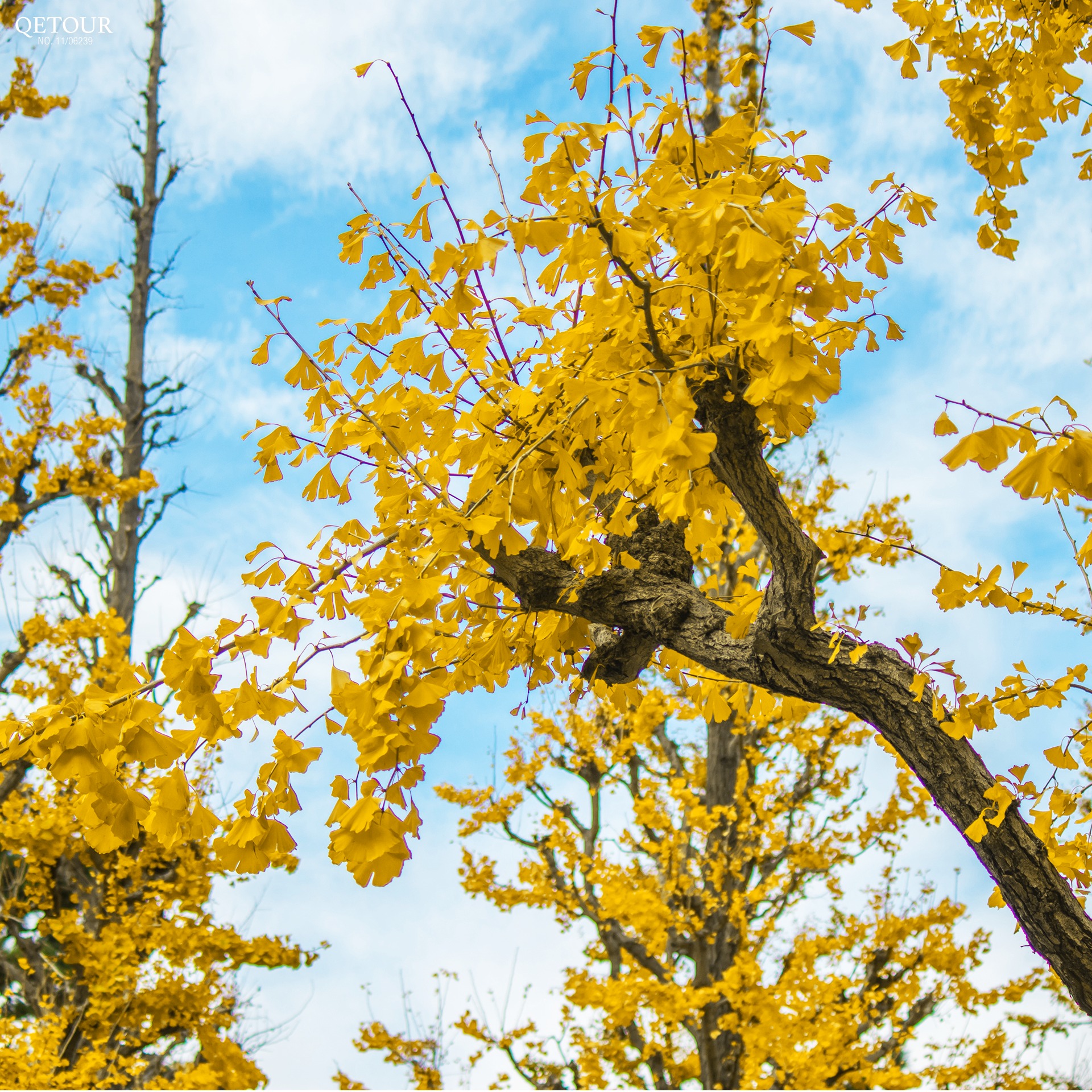 ถนนอิโชนามิกิ