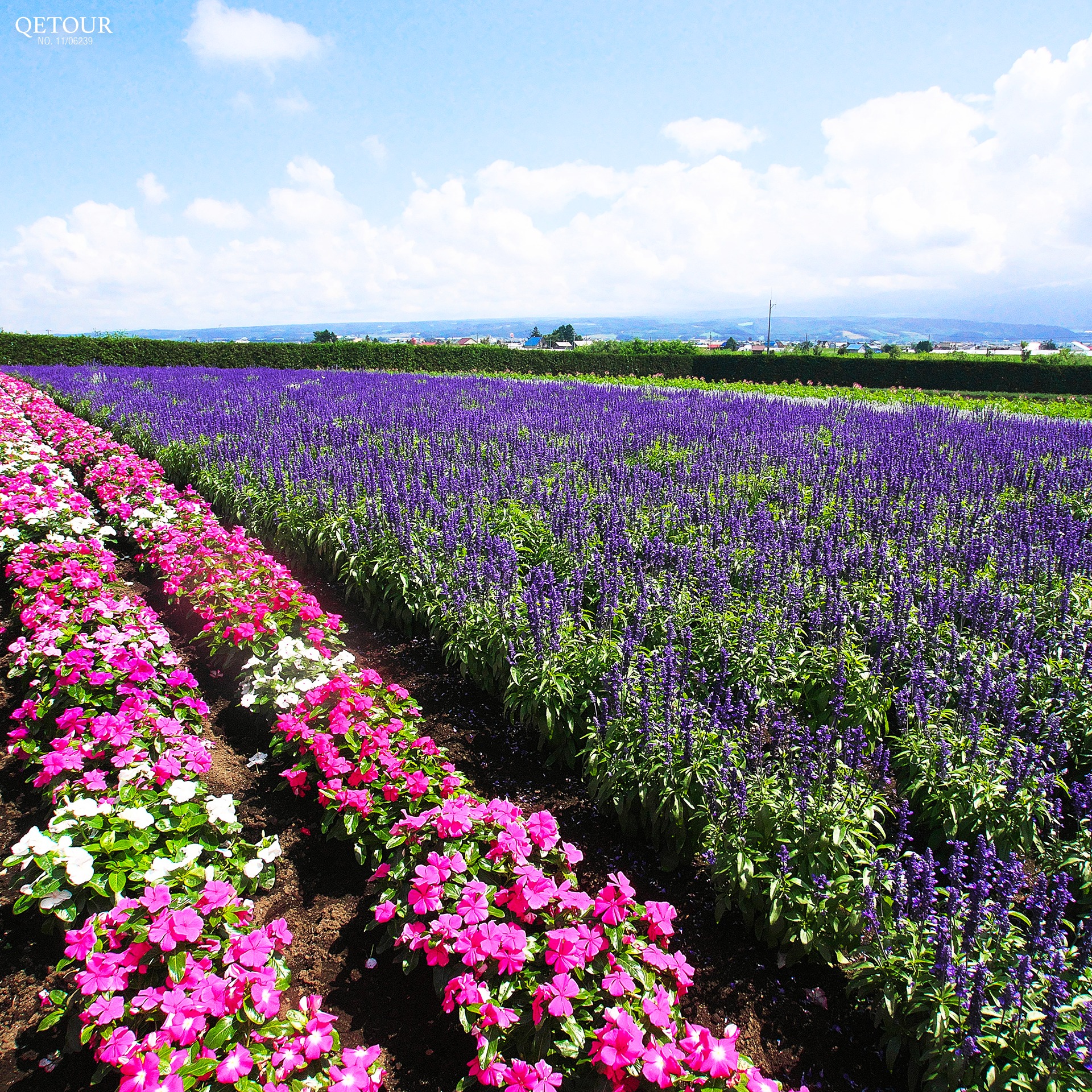ฟาร์มโทมิตะ (farm tomita)